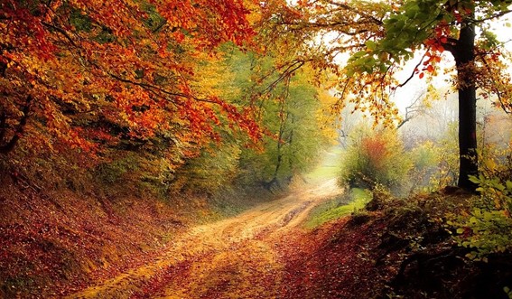 bosque1